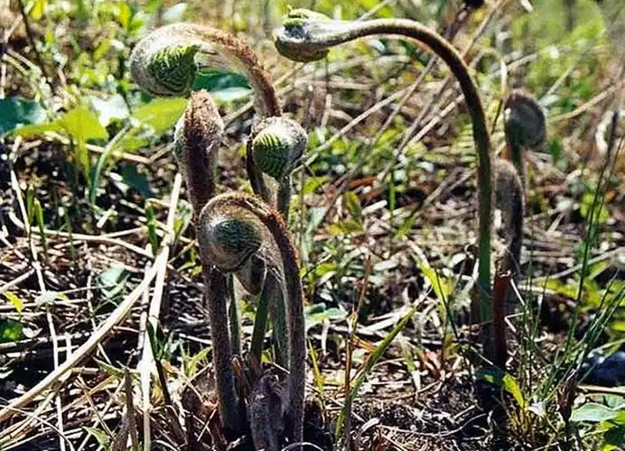 是利用青川蕨根粉是用高山无污染的野生蕨菜的根提炼而成,蕨菜