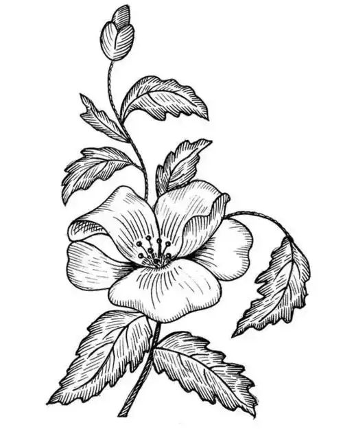 关于花卉的素描线稿,喜欢画花的朋友不要错过