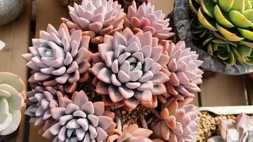 多肉植物#奥普琳娜怎么可以如此之美,美得让人陶醉!