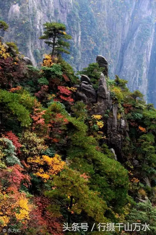 安徽黄山层林尽染,秋景迷人 zt