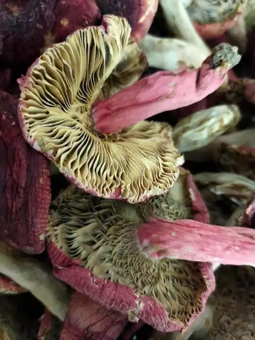 梧州新货野生红菇50克整朵大红广西深山孕妇其它