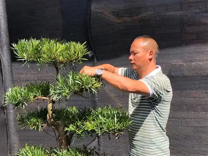 罗汉松盆景演饰性修剪