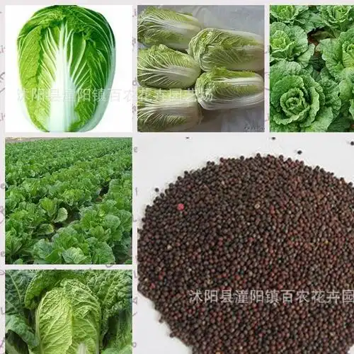 大白菜种子黄心