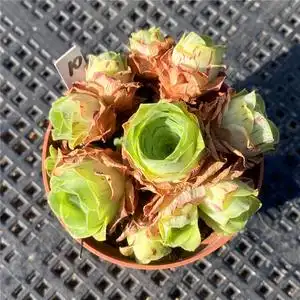 大型山地玫瑰稀品种有粉山地盖瑞米尔小红帽悦色多肉植物盆栽组合0人