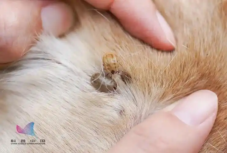 蜱虫科下分为软蜱属和硬蜱属,硬蜱多分布在开阔的自然界,如森林 ,灌木