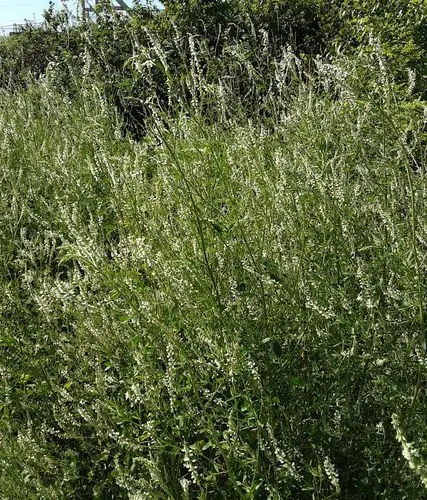 其它 白花草木犀:躯躬尽奉换将来 写美篇除了白花草