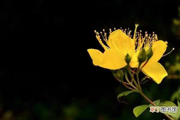 金丝梅和金丝桃的区别是什么,金丝梅的养殖方法和注意事项