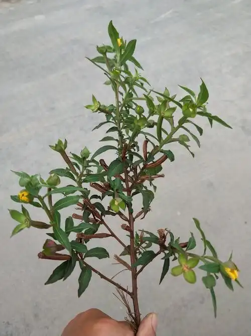 为 a target="_blank" href="/item/柳叶菜科/2919089" data-lemmaid=