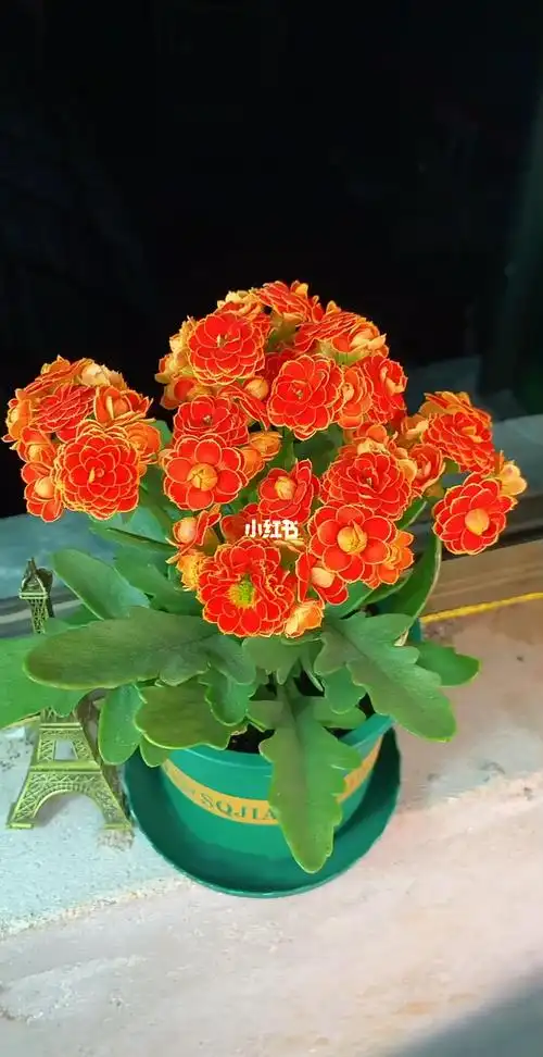 长寿花金狐狸雍容华贵大气美观