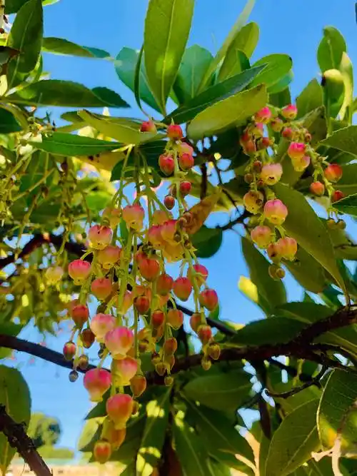 小灯笼一样美的杨梅花