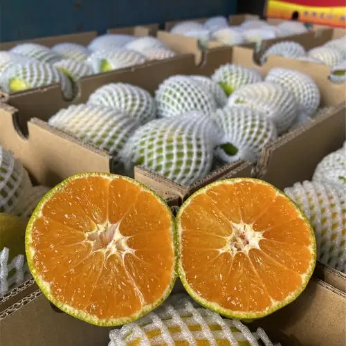 青皮孕妇小金早熟当季桔子水果整箱橘子5斤桔子