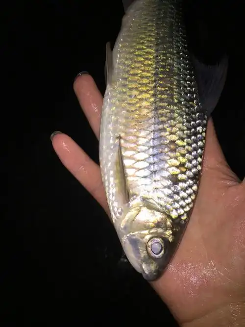 这种鱼学名叫什么