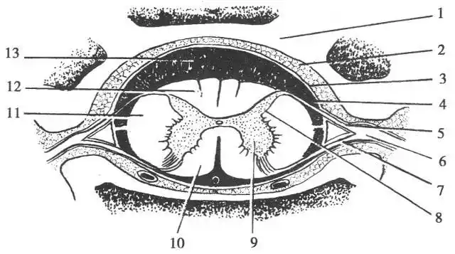在脊髓横切面上,可见脊髓由灰质和白质组成,灰质位于中央,白质位于
