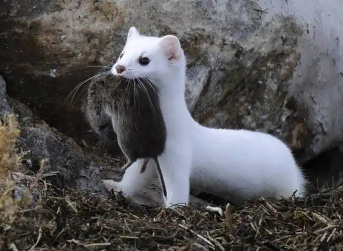 原创世界上六大长相可爱又不常见的动物们