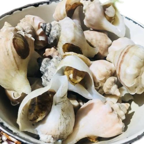 500g北京闪送鲜活獐子岛海螺大连新鲜白玉螺白螺海鲜小海螺海鲜