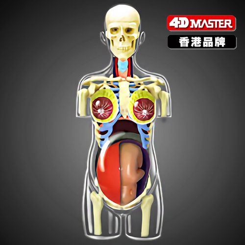 4d master透明半身人体孕妇内脏器官解剖拼装模型 医院教学展示