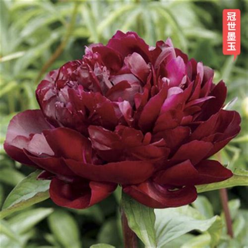 带芽种根阳台盆栽庭院鲜花观赏牡丹花卉植物 冠世墨玉8-12芽 催花肥料