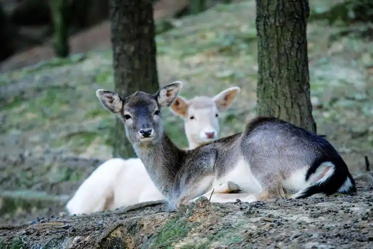 动物园里的它们