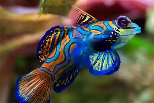 世界上最好看的鱼长什么样