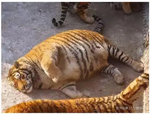 世界最胖加菲猫