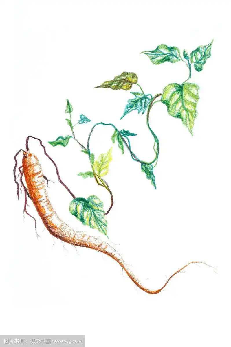 党参,中药,插画