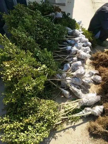 瓜子黄杨树基地1米高瓜子黄杨树价格15米独杆瓜子黄杨树种植