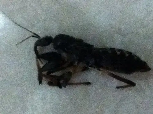 它嘴又弯又长的,会咬人吗?对人有没害?