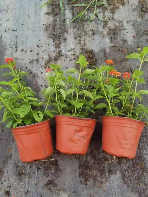 五色梅基地马樱丹批发出售五色梅小杯苗