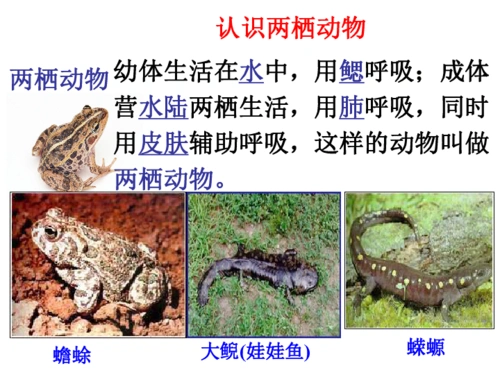 人教版八下第一章第三节两栖动物的生殖与发育课件(20张ppt)