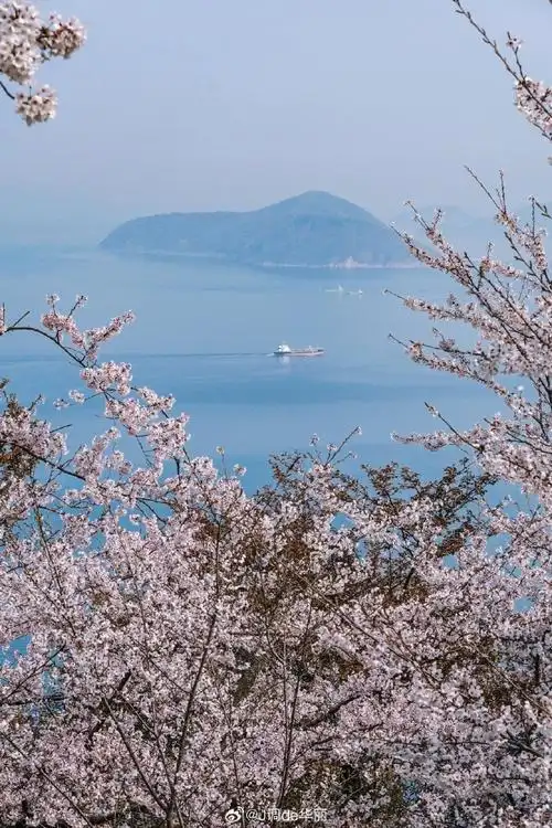 日本旅游##日本樱花季##春游季