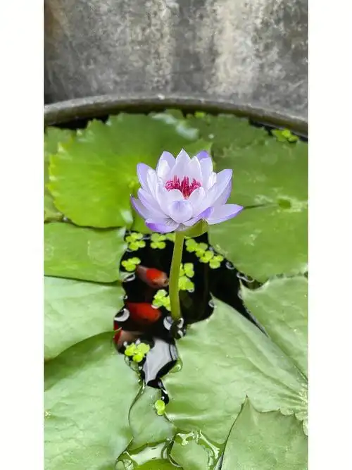 澳洲睡莲凯斯隆补发几张美图特写