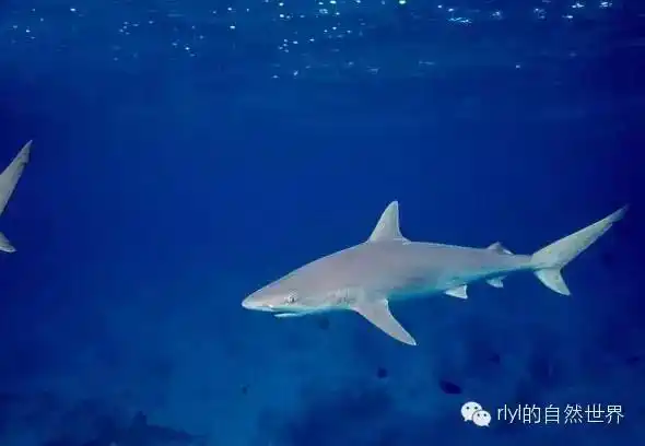 rlyl物种说今日黑吻真鲨blacknoseshark