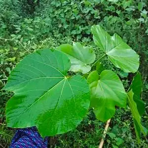 新鲜桐子叶油桐树叶50张包邮重庆包桐子叶粑粑麦子粑包谷粑玉米粑