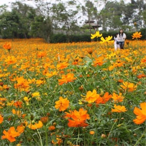 硫华菊种子花籽花卉观花植物景观花海工程园林花草花种子