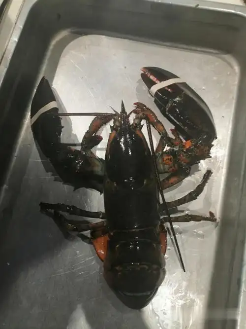 810斤波士顿龙虾批发5斤超大波龙价格3斤的波士顿龙虾多钱一斤