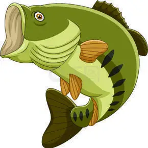 孤立在白色背景上的卡通鲈鱼