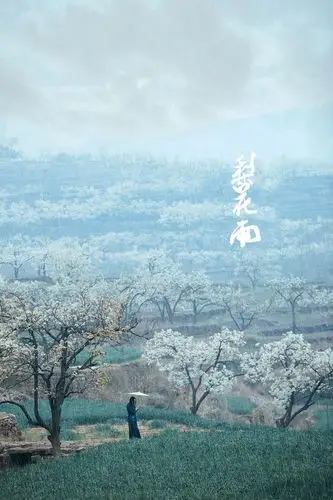 梨花雨