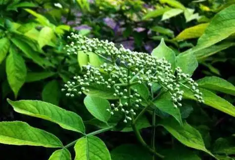 排风藤的功效与作用排风藤的副作用