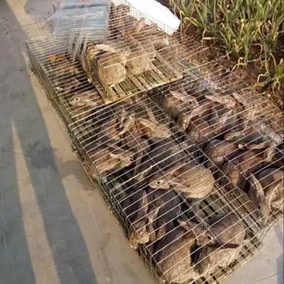 售满月小兔,青年兔,商品兔兔子比利时种兔,商品兔,幼兔比利时杂交野兔