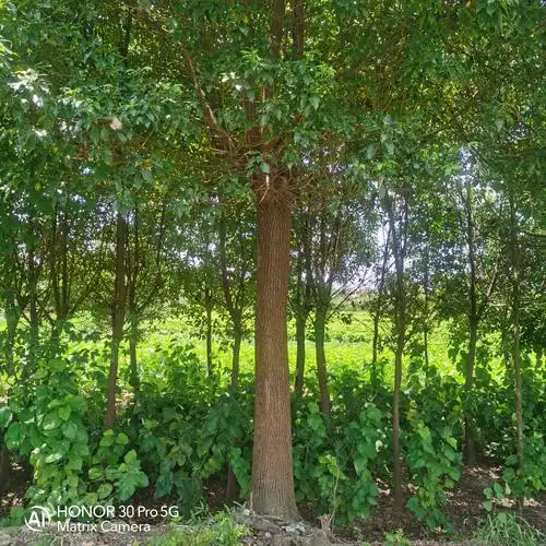 小叶樟 小叶香樟树苗 大型工程绿化苗木 移栽苗