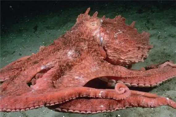 巨型章鱼传说中的大海怪相当恐怖