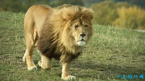 陆地上速度最快的十种动物 猎豹(112公里/小时)排第一