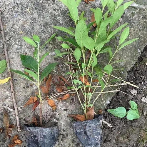 扁毛霜_扁毛霜价格_优质扁毛霜批发/采购商机 - 搜好货网