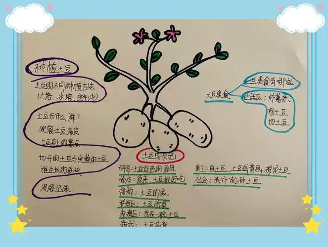 中七班班本课程《土豆成长记》