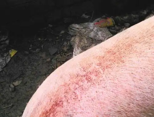 猪身上有红疙瘩是啥病?本文介绍的很详细