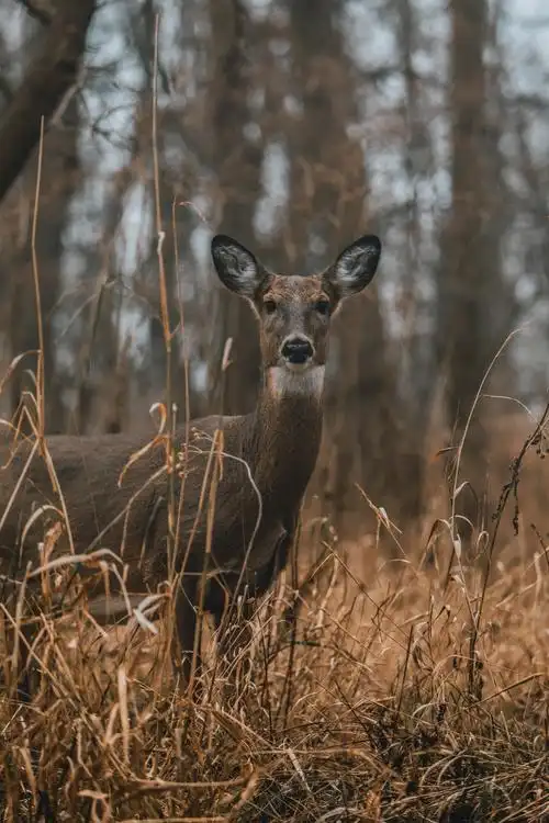丛林里的野生小鹿3000x2000分辨率查看