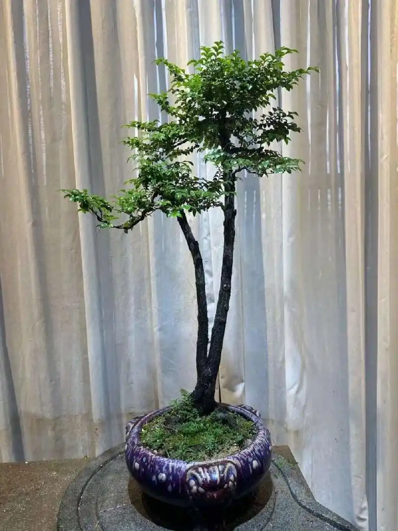 黑骨茶是小叶紫檀嘛?