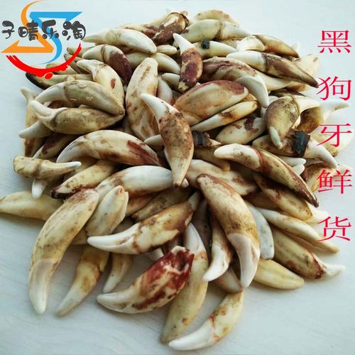 黑真狗牙齿正品裸牙打孔男女本命年小孩婴儿广西狗牙饰品平安挂件