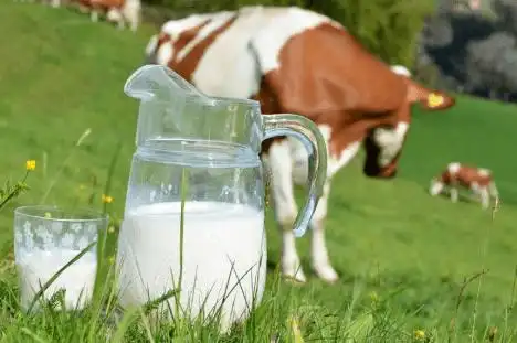 奶牛这样喂,产奶多,品质优!