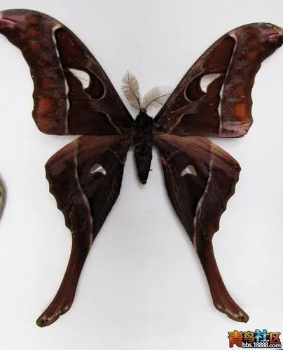 澳洲最大蛾 - 也有长飘带 - 大力神皇蛾